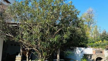 Cinque Tomoli - Foto 5, Garden