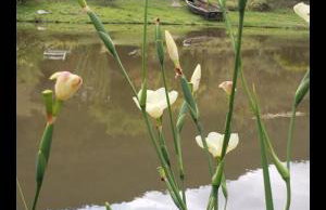 Cabana do alto, espaço privado dentro de um sitio de 20mil metros - Foto 11
