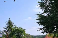 Kranichruh - Foto 15