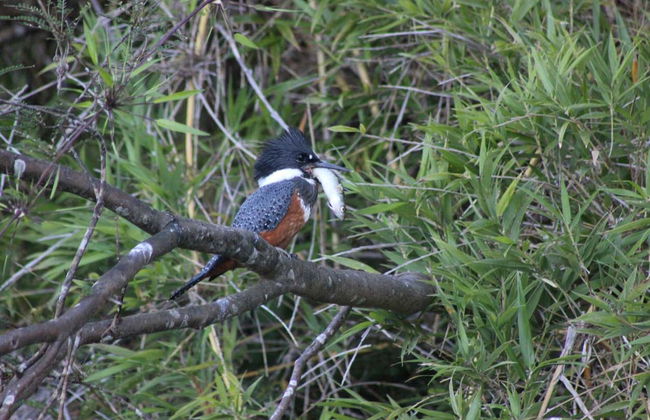 Kayaing Tour in The Valdivia River - Photo 4