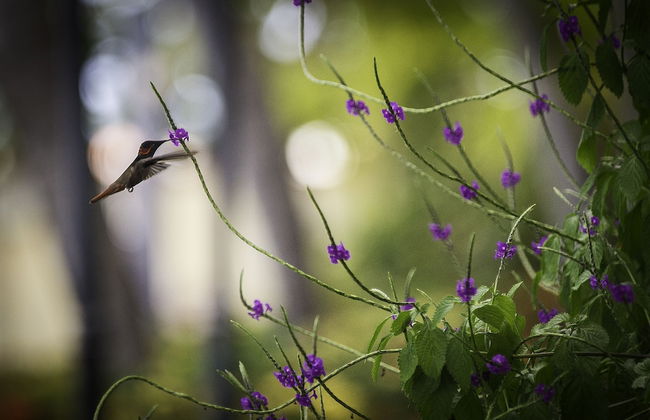 The Bellafonte - Luxury Oceanfront Hotel - Foto 75