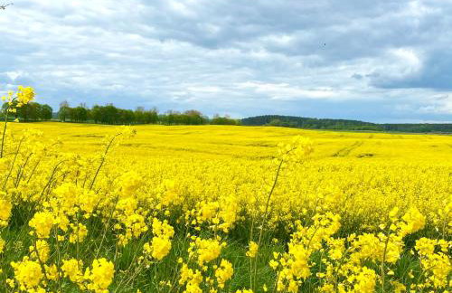 Jak Tu Ładnie - wyjątkowe miejsce z atrakcjami na rodzinny wypoczynek nad jeziorem, Mazury - Foto 46