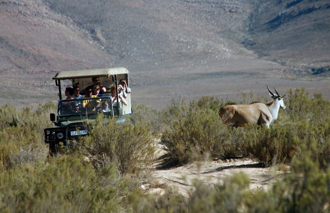 Safari de vida silvestre - Foto 1