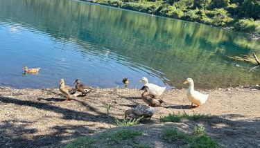 Casetta incantevole Genzano di Roma - Foto 3