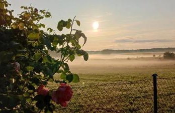 Zacisze pod brzozami - Foto 31