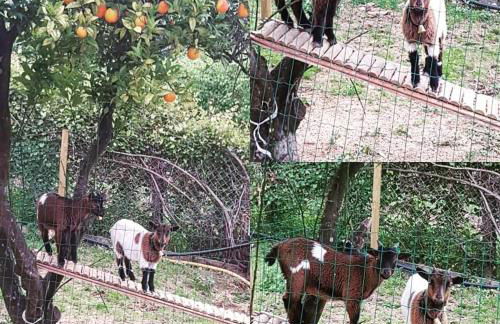 Casa Fernando Casquinha - Foto 29