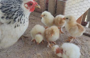 Casa da montanha, sítio em Secretário (Petrópolis) - Foto 11