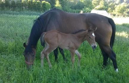 Agroturystyka Śliwkowy Sad - Foto 6