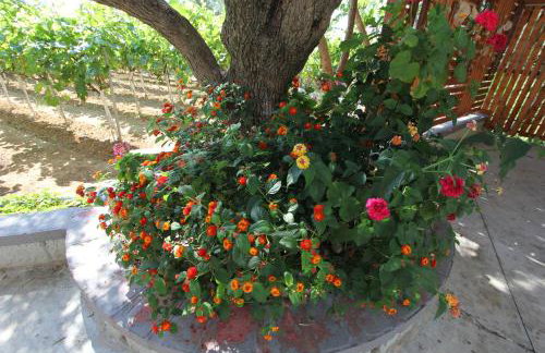 Tosis Apartments - Foto 15