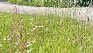 Aspen Leaves: The perfect farm retreat - Foto 5