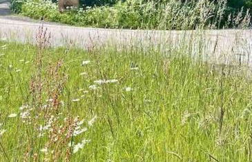 Aspen Leaves: The perfect farm retreat - Foto 5