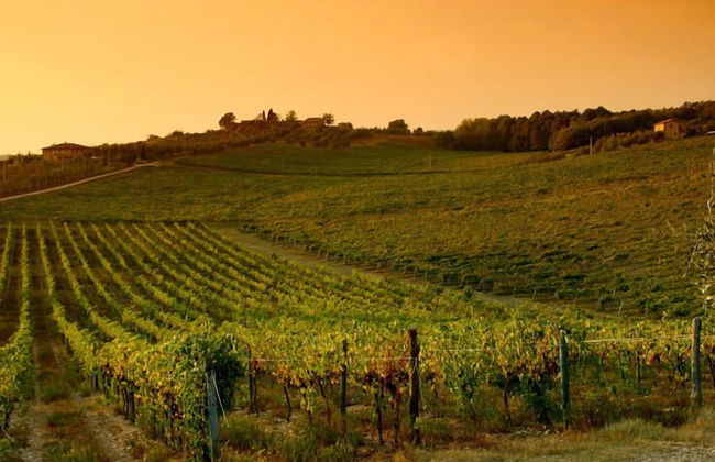 Tenuta di Monaciano - Foto 52