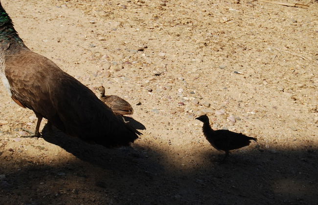 Vivienda Rural el Retorno - Foto 48