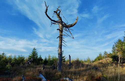 Altes Forsthaus Bodenmais - Foto 35