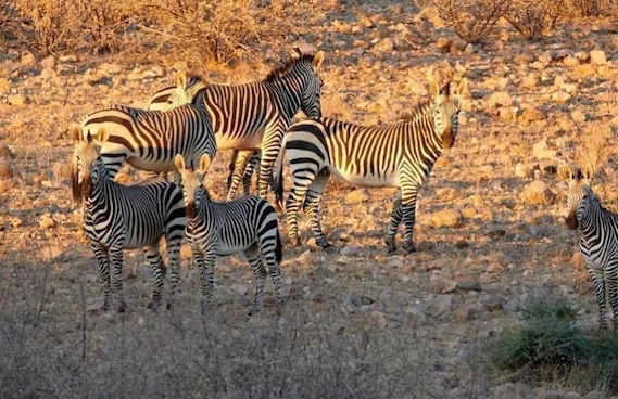 Solitaire Desert Farm - Foto 27