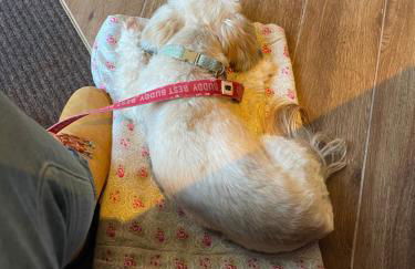 6 Rannoch, lovely holiday static caravan for dogs & their owners. - Photo 53