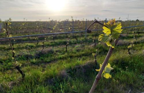 Côté Vignes - Foto 18