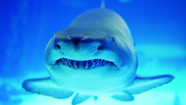 Aquarium Poema del Mar - Foto 2