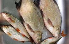 Pauza Drzewoszewo - Dom nad jeziorem - Foto 22