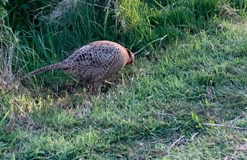 Luxury Pod-Sleeps 2-Hot Tub-Pets-Garden - Foto 22