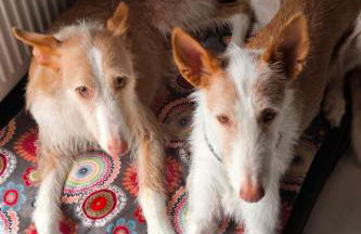 Holiday Home Finnhaus by Interhome - Foto 41