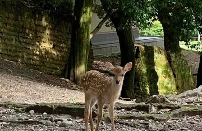 Traditional Guesthouse TONARI - Foto 30
