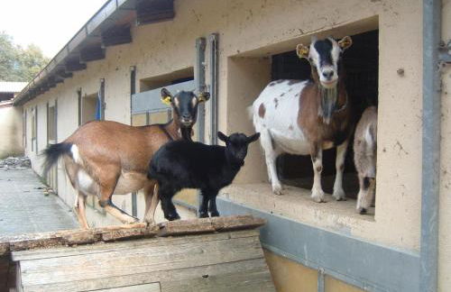 Farmhouse With Stables, Horses and the Ability to Make Horseback Riding - Photo 86