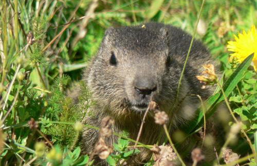 Chalet Pitu - 1-6 People - Foto 77