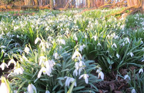 Spixworth Hall Cottages - Foto 22