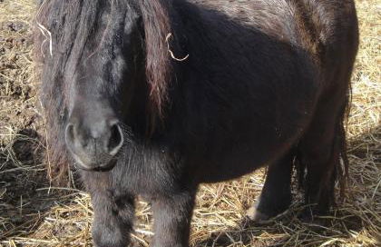 Agroturisme Son Llado - Photo 57