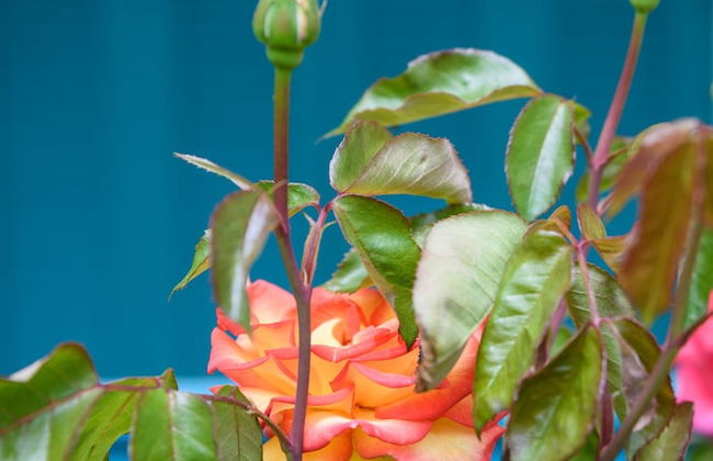 Kyveli Apartments - Foto 102