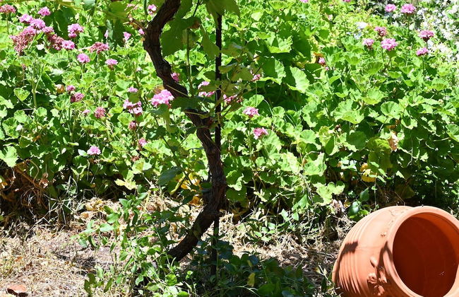 Ibiscus Cottage in Paradisi Near the Beach - Foto 32