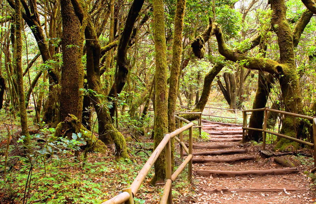 Senderismo por el Parque Nacional de Garajonay - Foto 1