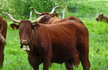 Gite le petit Ely - Photo 39