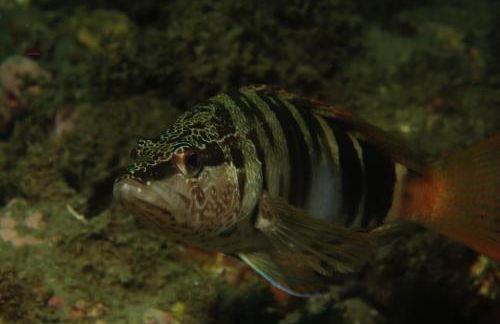 ESPECTACULARES VISTAS AL MAR - Foto 16