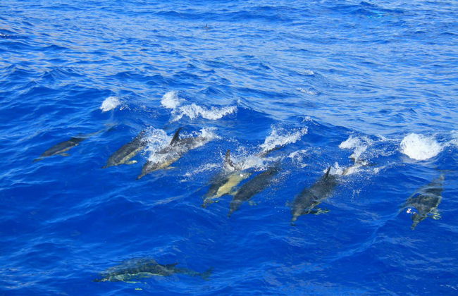 Whale & Dolphin Watching Cruise - Photo 2