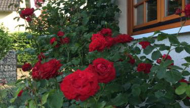 Ferienwohnung Störblick Schwerin - Foto 3