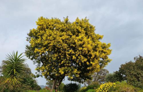 coustelline - Foto 23