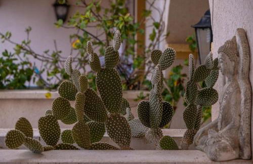 Geraneos DaRu - Foto 28