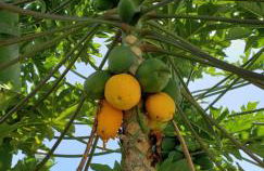 Somewhere over the Rainbow Loft with AC Hilo - Foto 27