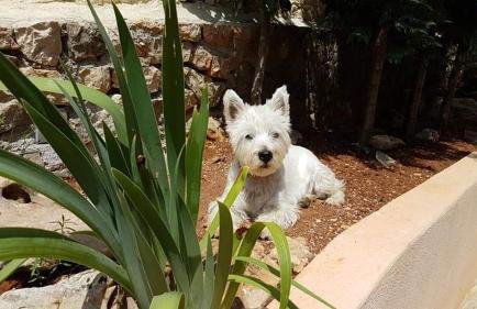 Apartments Villa Temer - Photo 73