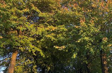 Wohnen in der ehemaligen Bauernstube - Foto 46