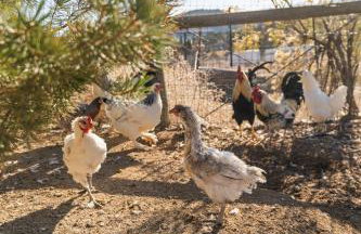 Mountain Farm Stay, Alpacas and Views, Royal Gorge 15min - Foto 61