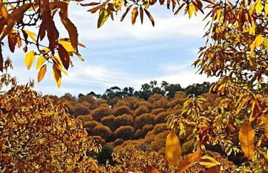 Casas Rurales El Viejo Castaño - Valle Del Genal - Foto 80
