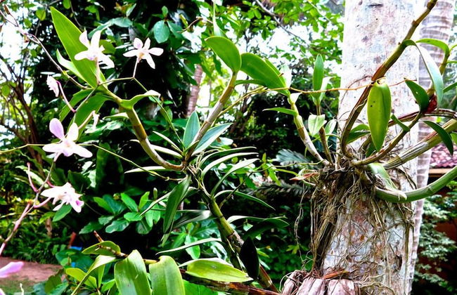 Bungalow Sud - Foto 21