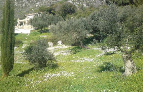 Old Olive house - Foto 35