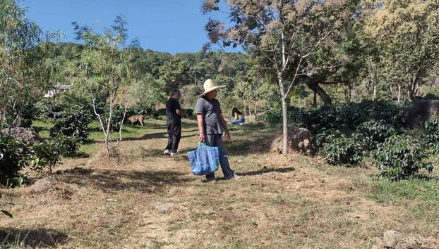 Esplorando la piantagione di caffè biologico