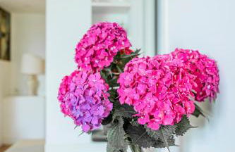 Villa Lilia - Foto 24