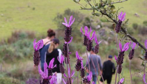 Ninho Da Poupa - Foto 4