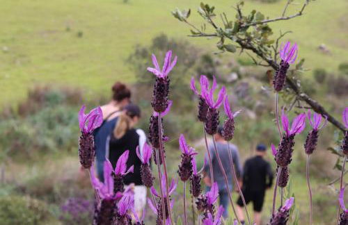 Ninho Da Poupa - Foto 4